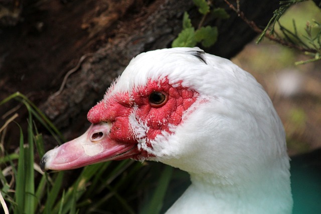 这段时期恰 这段时期恰