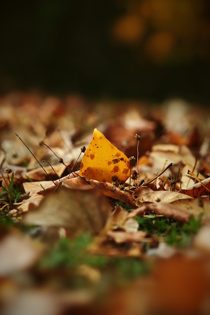 男篮在外援 男篮在外援